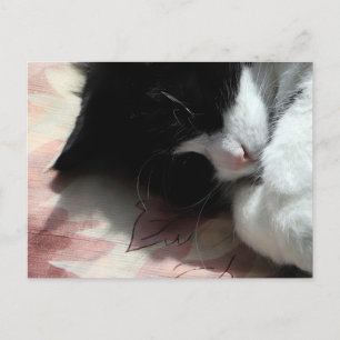 Cartão Postal Arte de Gato Smoking Fofinho Nariz Rosa Gatinhos A