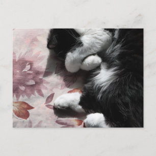 Cartão Postal Arte de Gato Tuxedo Fofinho Nariz Rosa Gatinhos Ar
