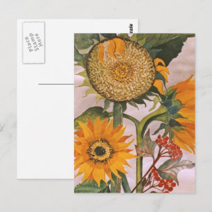 Cartão Postal Arte de Girassol Laranja Amarelo em Germinação