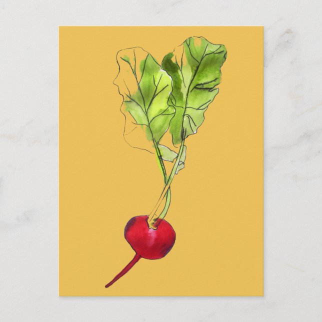 Cartão Postal Arte de ilustração com aquarela vegetal de rabanet (Frente)