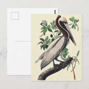 Cartão Postal Arte de Pássaro Costeiro de Pelicano Marrom Audubo
