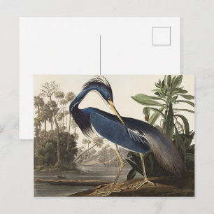 Cartão Postal Arte de Pássaro da Garça da Louisiana Vintage Audu