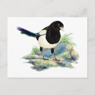 Cartão Postal Arte de Pássaro de Magpie com Aquarela Curiosa
