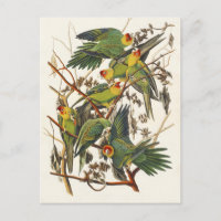 Arte de Pássaro do Periquito-da-Carolina de Audubo