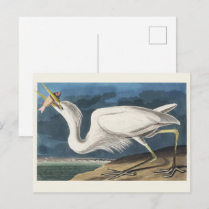 Cartão Postal Arte de Pássaros do Grande Garça Branca Vintage Au