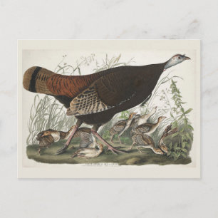 Cartão Postal Arte de Peru Audubon Galinha-D'Angola & Filhotes