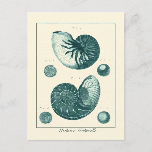 Cartão Postal Arte de Seashell Vermelha e Verde (Frente)