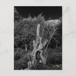 Cartão Postal Arte de terror abstrato - bonecos na árvore do mor