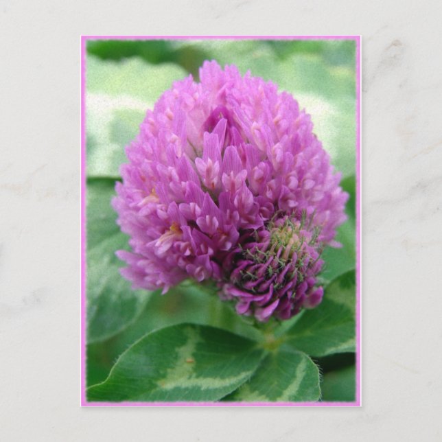 Cartão Postal Arte De Véu (Frente)