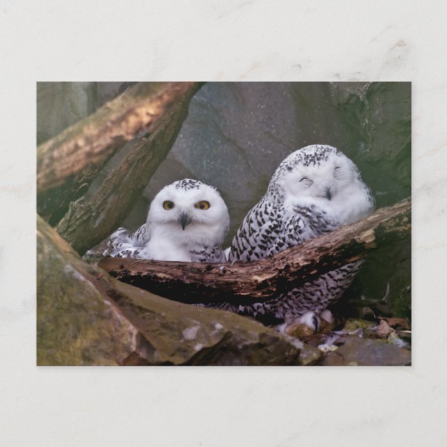 Cartão Postal Arte de vida selvagem da floresta com casal de cor (Frente)