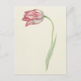 Cartão Postal Arte Fino Holandês Antigo: Tulipa Rosa e Branca