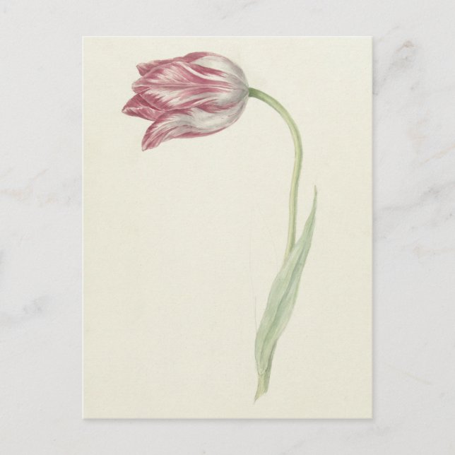 Cartão Postal Arte Fino Holandês Antigo: Tulipa Rosa e Branca (Frente)