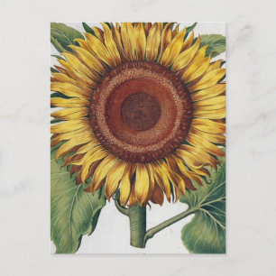 Cartão Postal Arte Floral de Girassol Vintage Damask