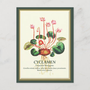 Cartão Postal Arte floral de jardim de ciclamen botânico antigo
