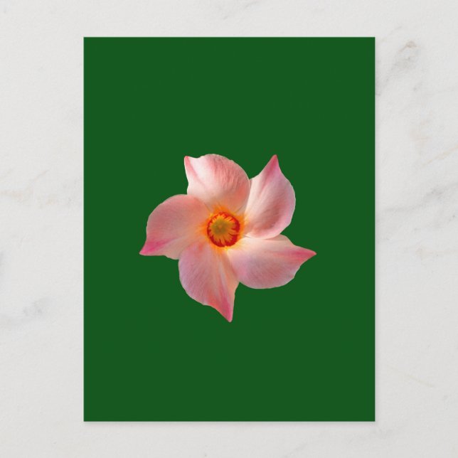 Cartão Postal Arte floral rosa (Frente)