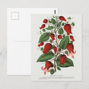 Cartão Postal Arte Floral Vermelha Vintage Clematis Coccinea