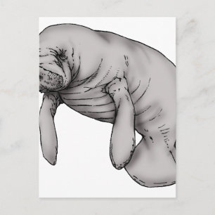 Cartão Postal arte manateada