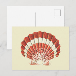 Cartão Postal Arte Náutica Vintage Concha de Vieira Vermelha e B