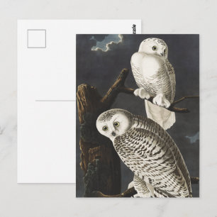 Cartão Postal Arte Noturna de Coruja da Neve Vintage Audubon