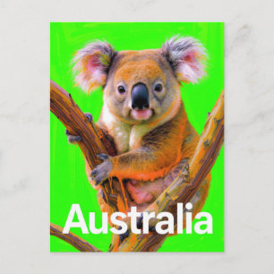 Cartão Postal Arte Pop Urso Koala Austrália