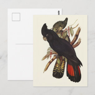 Cartão Postal Arte Vintage de Cacatua-preta-de-cauda-vermelha de