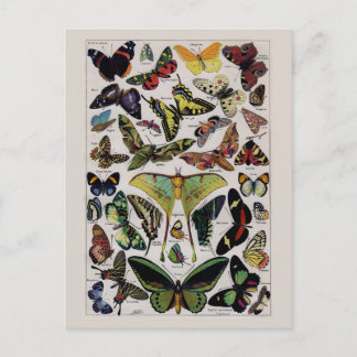 Cartão Postal Arte vintage de mariposa borboleta