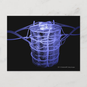 Cartão Postal Artérias que circundam parte da coluna vertebral