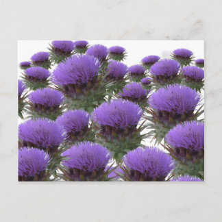 Cartão Postal Artichoke Blooms