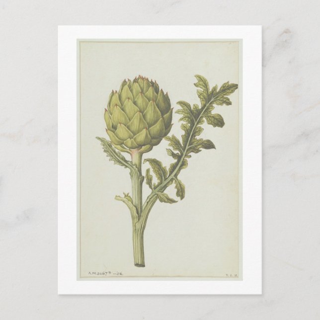 Cartão Postal Artichoke: Cynara scolymus, c.1568 (Frente)