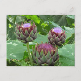 Cartão Postal Artichokes no Cartaz Bloom