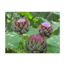 Artichokes no Cartaz Bloom