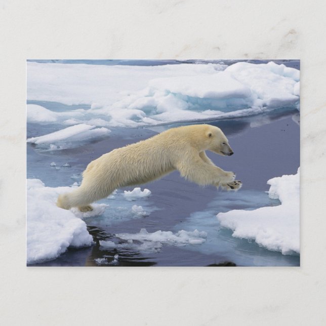 Cartão Postal Ártico, Svalbard, Urso Polar estendido (Frente)