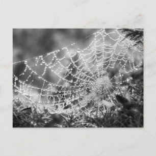 Cartão Postal Artista da Natureza - A Web da Aranha - Fotografia