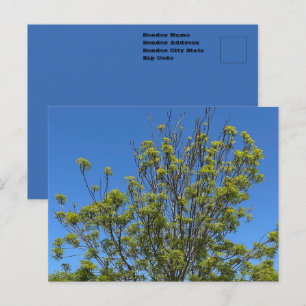 Cartão Postal Árvore Alta de Cinza No Céu Azul Bonito Foto