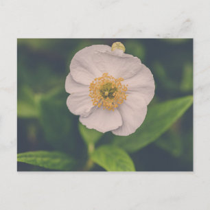 Cartão Postal Árvore Anemone