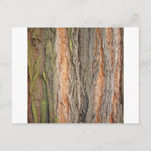 Cartão Postal árvore antiga