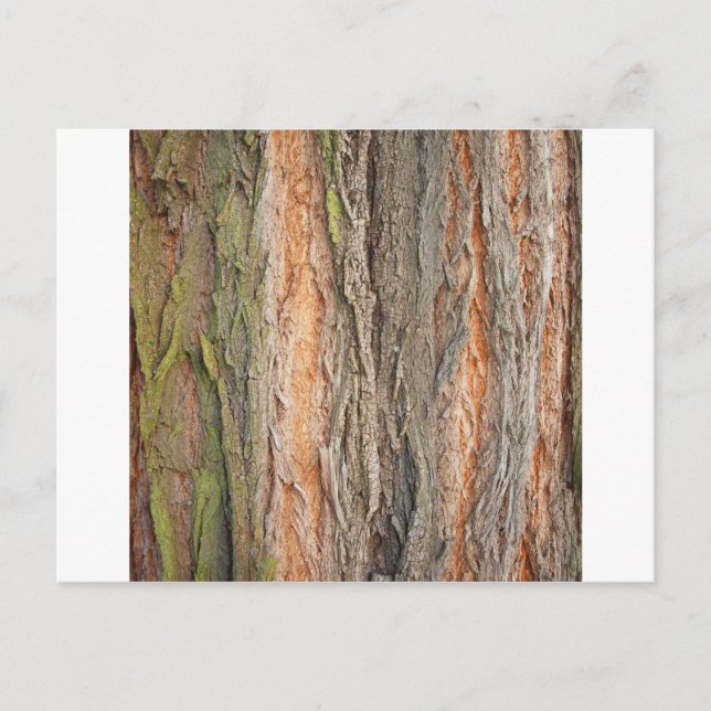 Cartão Postal árvore antiga (Frente)