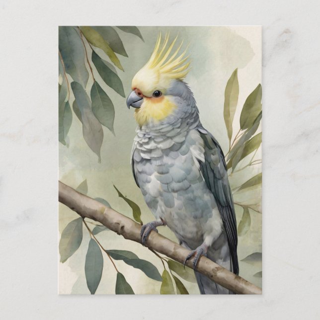 Cartão Postal Árvore Aquarela Cockatiel Eucalyptus (Frente)