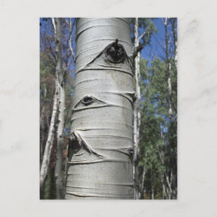 Cartão Postal Árvore Aspen Enrugada