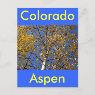 Cartão Postal Árvore aspen olhando através de folhas amarelas.