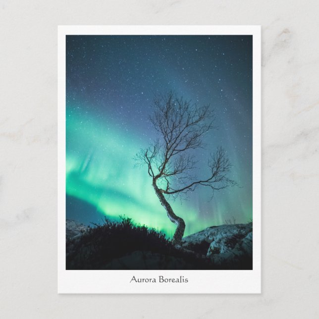 Cartão Postal Árvore Aurora Borealis (Frente)