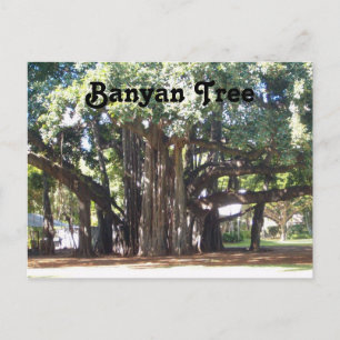 Cartão Postal Árvore Banyan