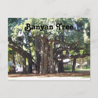 Cartão Postal Árvore Banyan