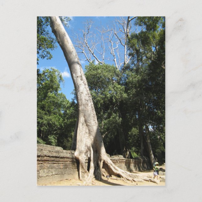 Cartão Postal Árvore Banyan gigante ... Ta Prohm Temple, Camboja (Frente)