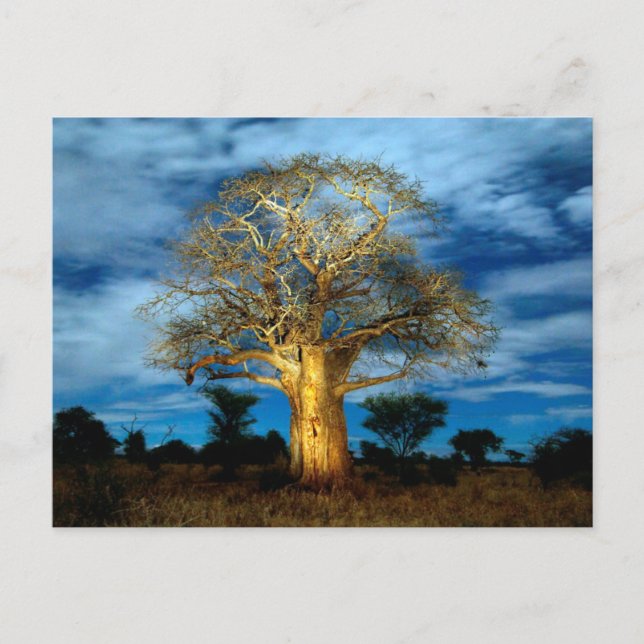 Cartão Postal Árvore Baobá (Adansonia) Iluminada pela Lua (Frente)