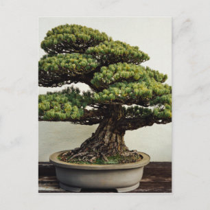 Cartão Postal Árvore Bonsai de pinheiro branco japonês