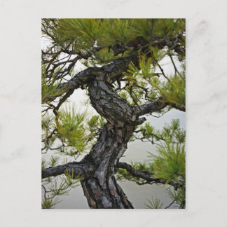 Cartão Postal Árvore Bonsai de pinheiro vermelho japonês