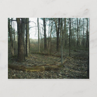 Cartão Postal Árvore circulada pela Nature