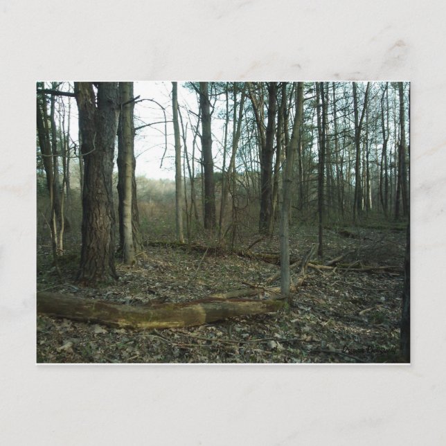 Cartão Postal Árvore circulada pela Nature (Frente)