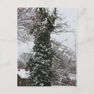 Cartão Postal Árvore coberta por neve